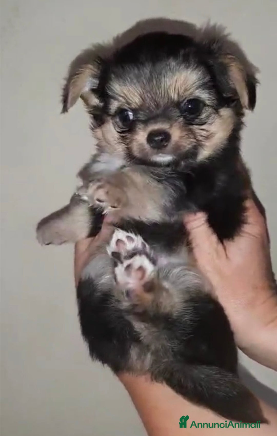 Chihuahua cani in vendita: Chihuahua pelo lungo pure razza  - Annuncio 2