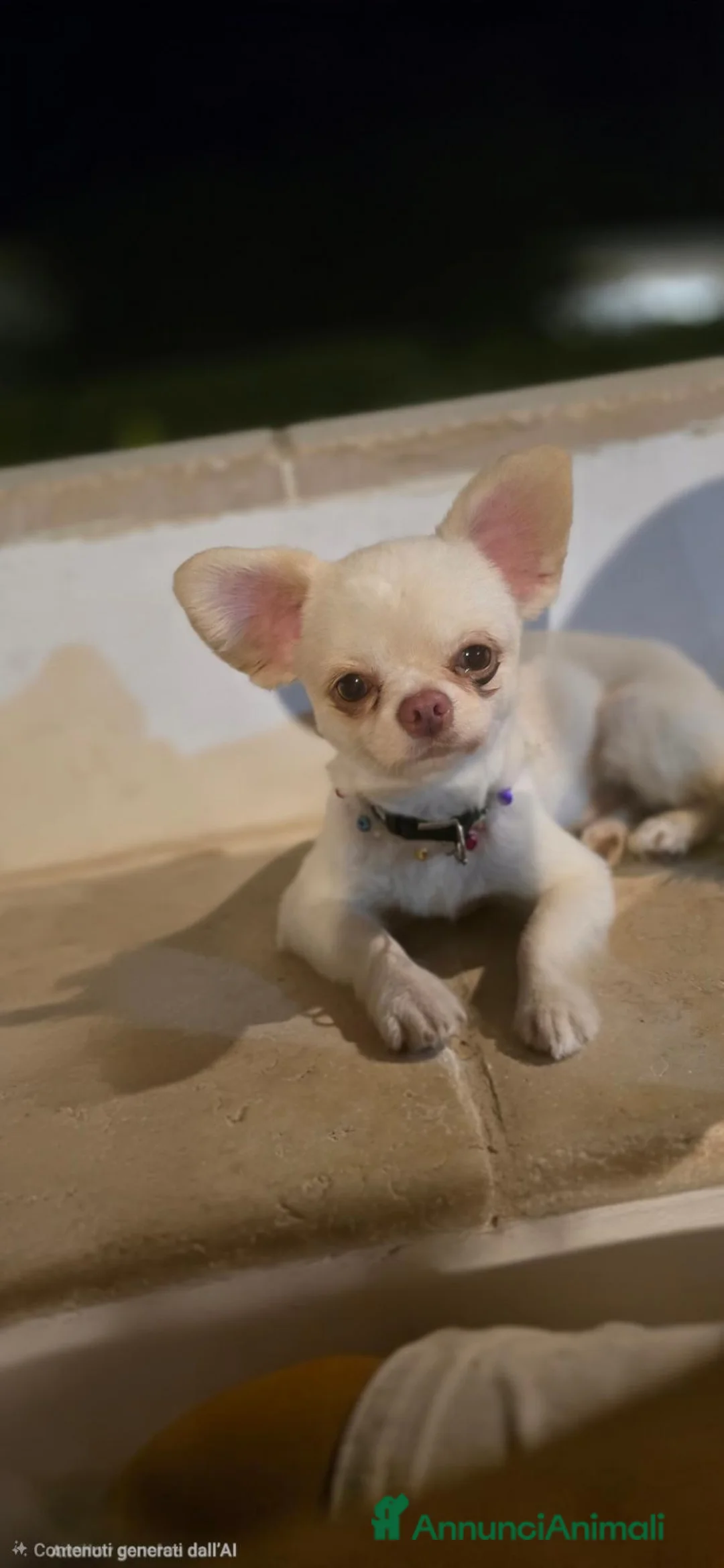 Chihuahua cani per accoppiamento: Accoppiamento  a Città Metropolitana di Bologna - Annuncio 2