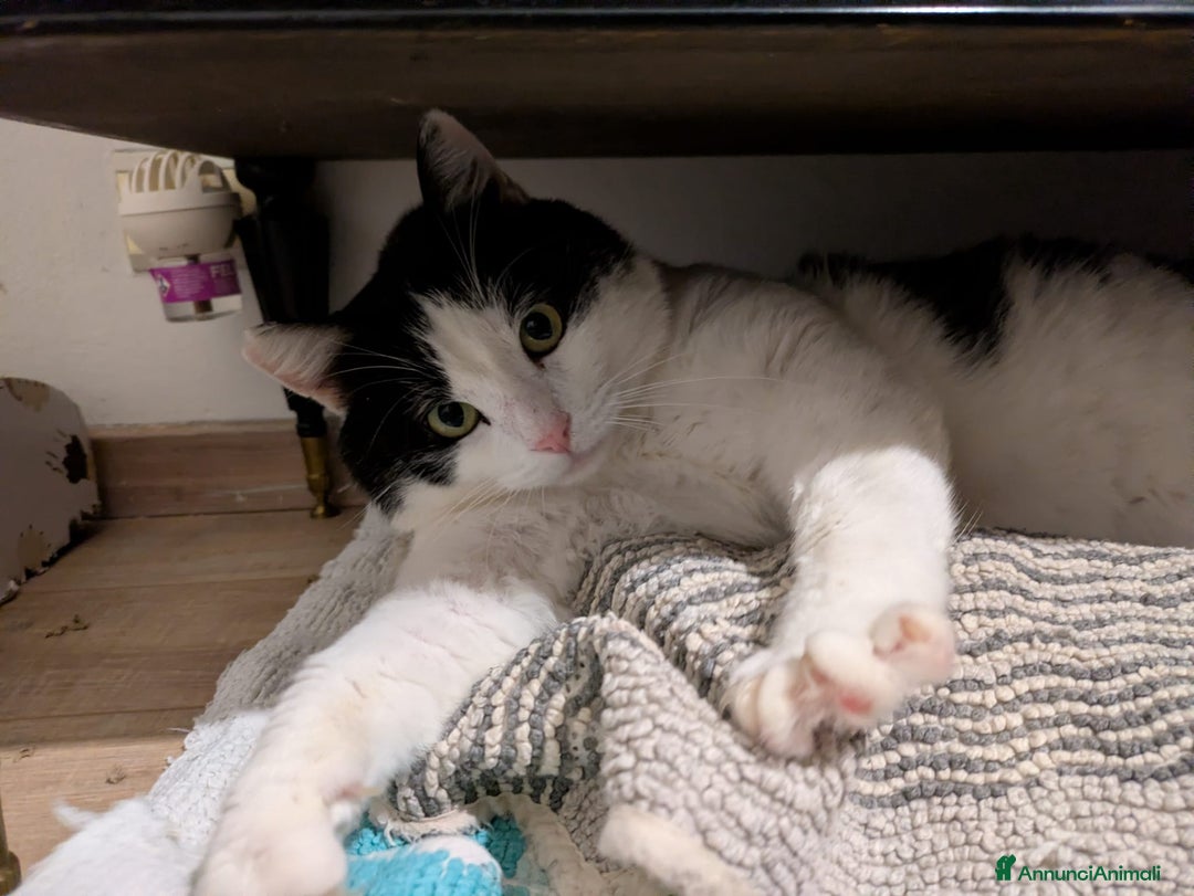 Meticcio gatti in regalo: Mau micione timido buono e bello - Annuncio 3