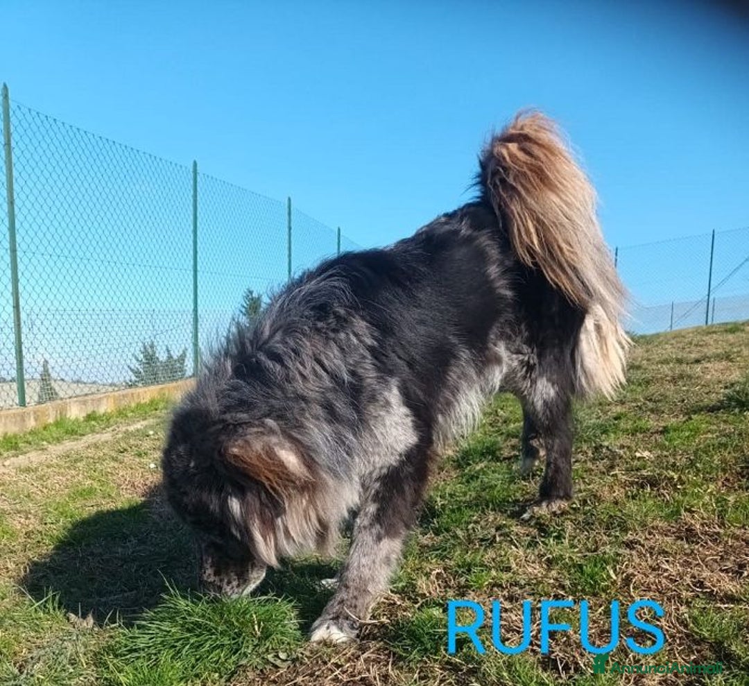 Meticcio cani in regalo: Fantastico RUFUS - Annuncio 5