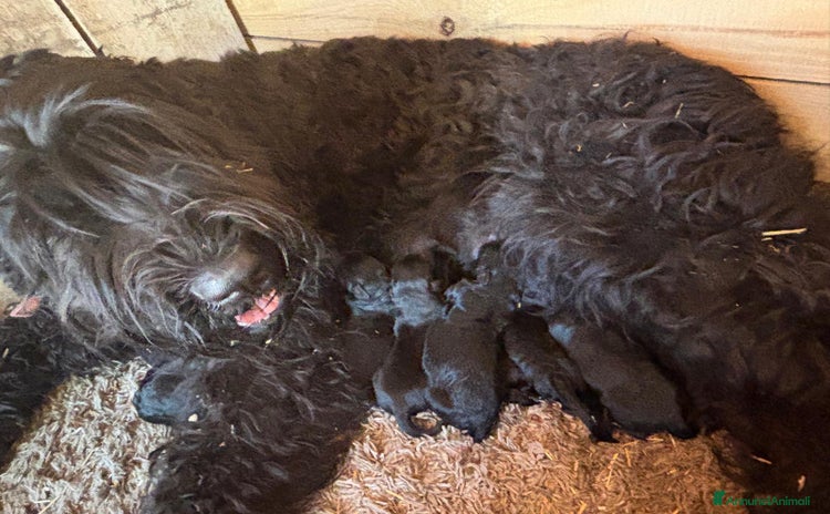 Terrier Nero Russo cani a Provincia di Savona - Annuncio 1