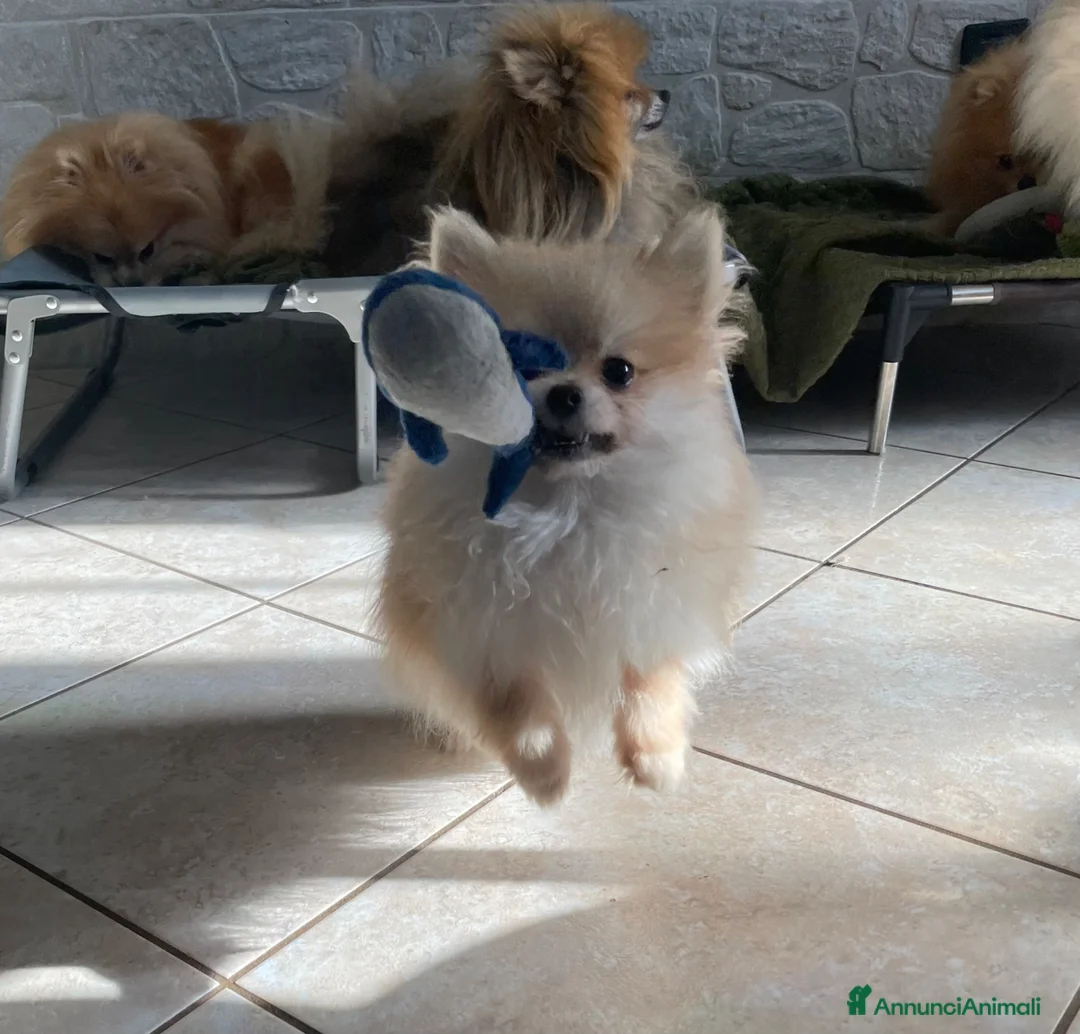 Volpino Pomerania cani in vendita: Spitz nano taglia troppo piccola - Annuncio 2