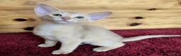 Abissino gatti in vendita: Gatti abissini  - Annuncio 2