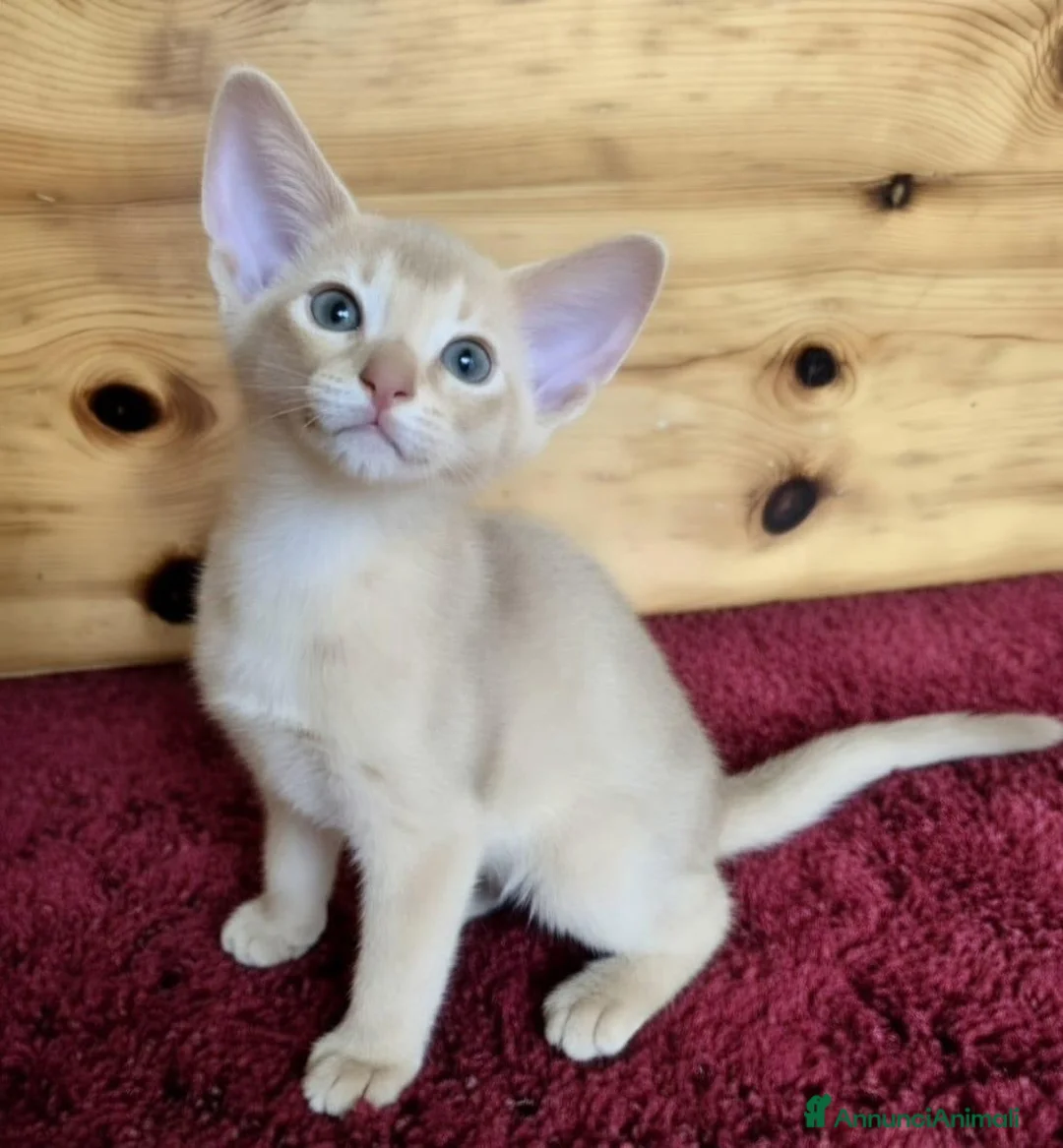 Abissino gatti in vendita: Gatti abissini  - Annuncio 2