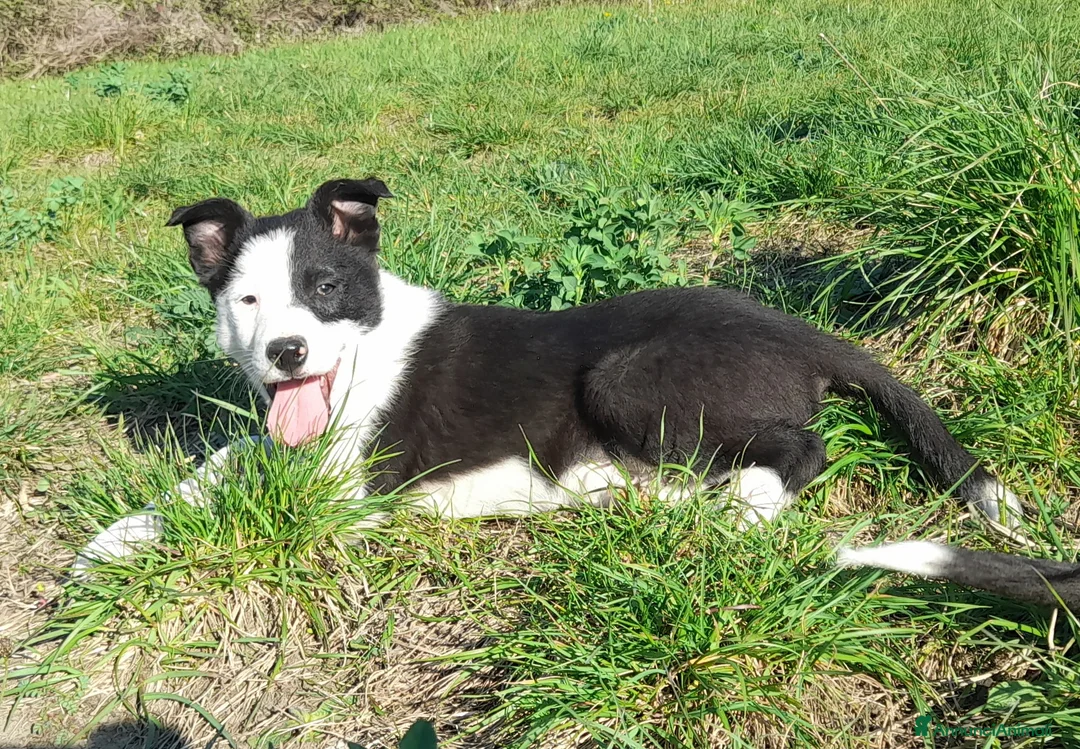 Border Collie cani in vendita: Cuccioli Border collie linea da lavoro  - Annuncio 2