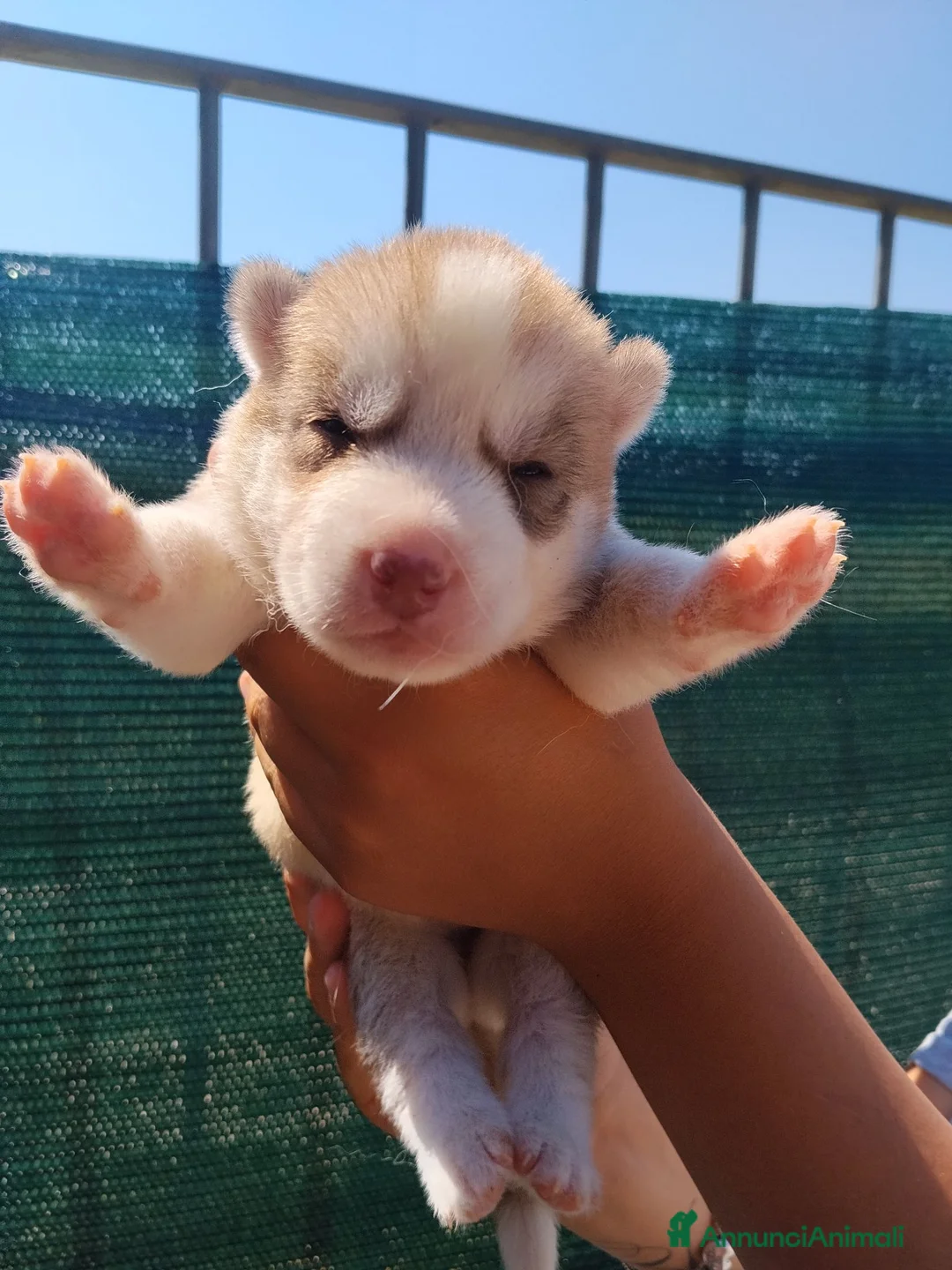 Husky cani in vendita: Cuccioli Siberian Husky  - Annuncio 6