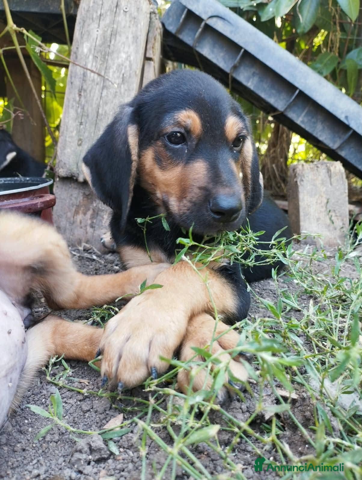 Segugio cani Poldo, 3 mesi, taglia media - Annuncio 1