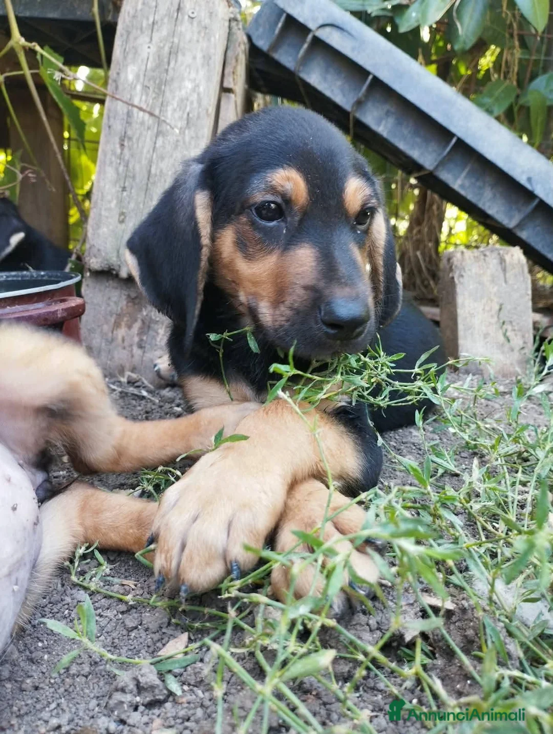 Segugio cani in regalo: Poldo, 3 mesi, taglia media - Annuncio 1