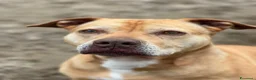 Pitbull cani in regalo: Pitbull femmina 8anni quasi tutti di canile!NAPOLI - Annuncio 6