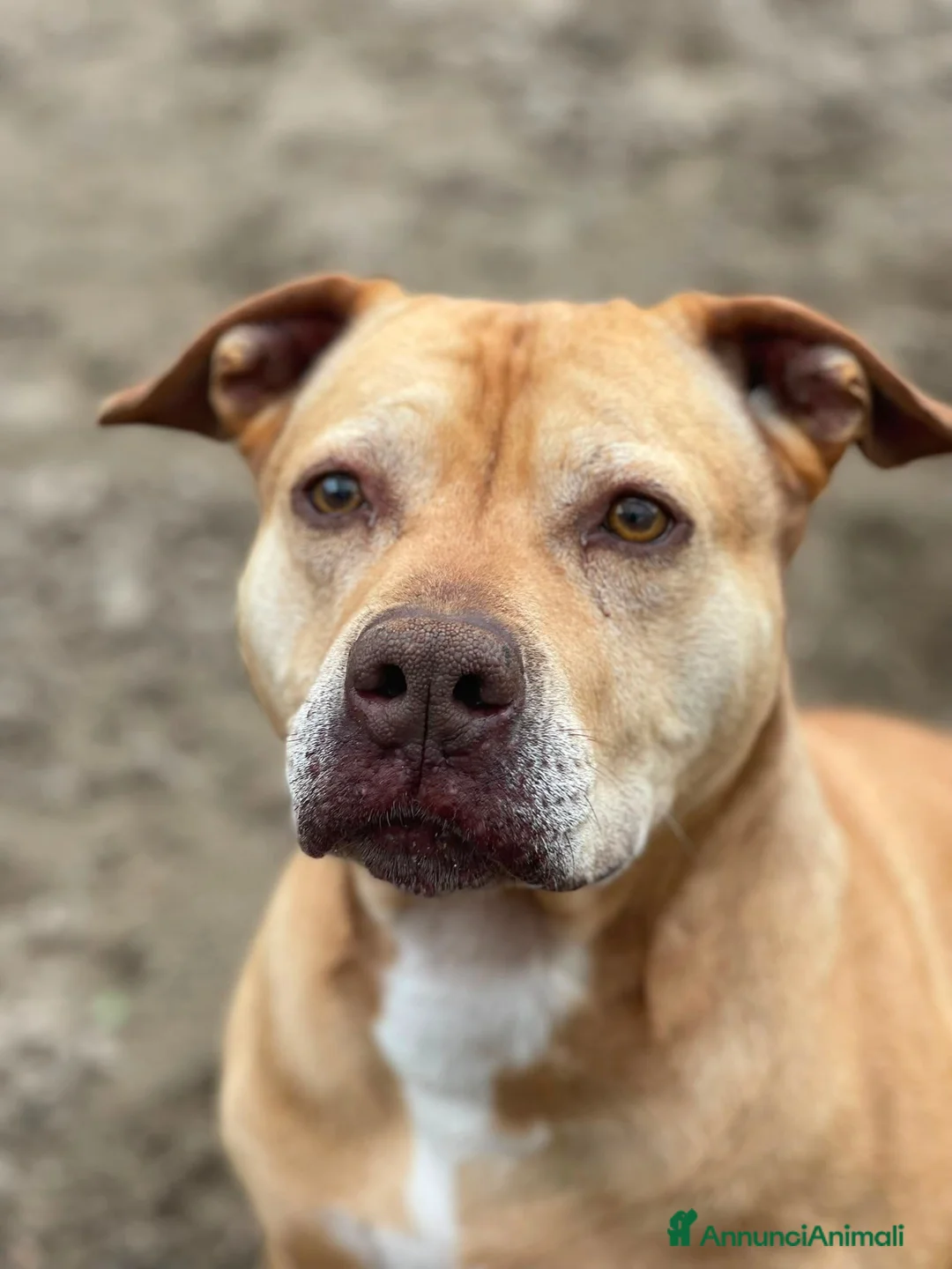 Pitbull cani in regalo: Pitbull femmina 8anni quasi tutti di canile!NAPOLI - Annuncio 6