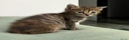 Europeo gatti in regalo: Cloe splendida micina tigrata a Città metropolitana di Milano - Annuncio 5