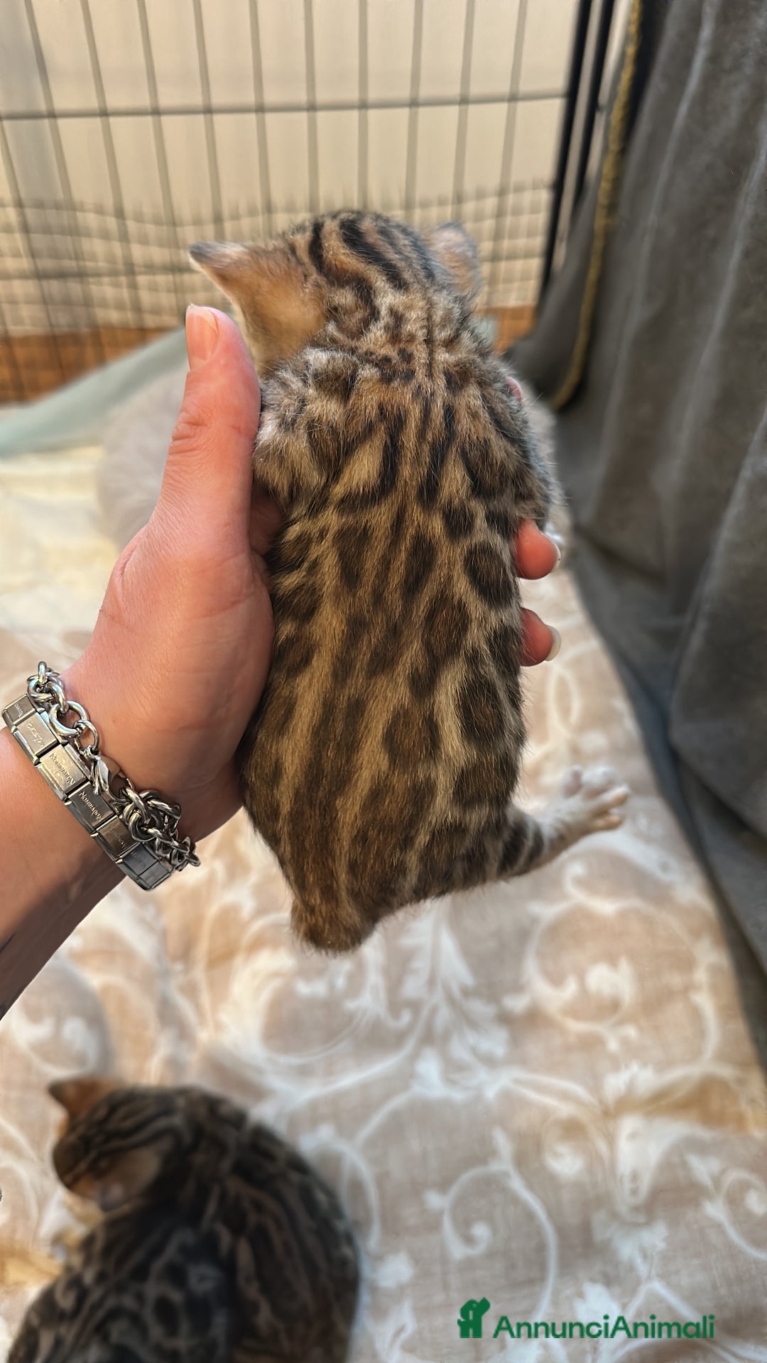 Bengala gatti in vendita: Bengala cuccioli - Annuncio 2