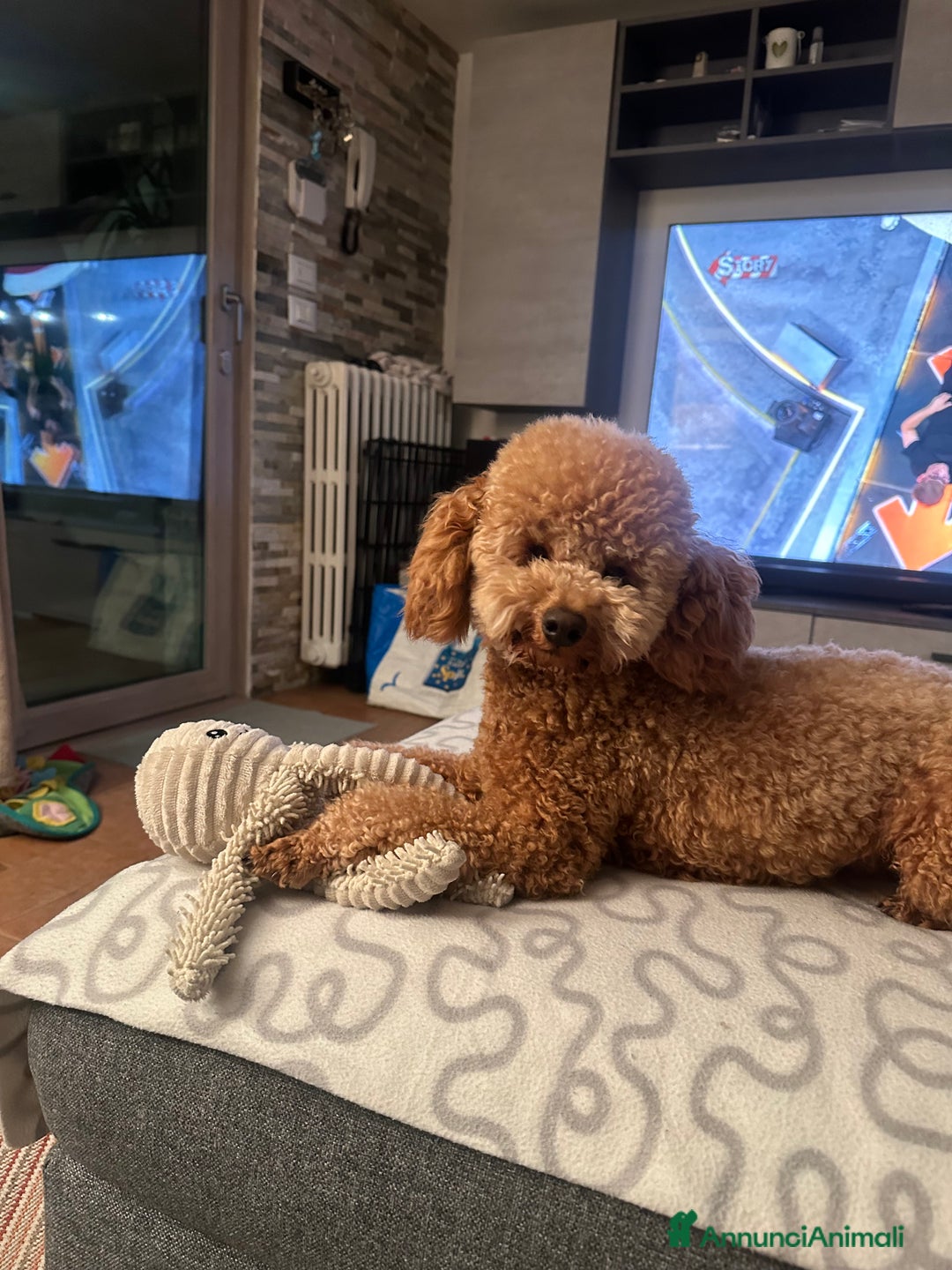 Barboncino cani per accoppiamento: Barboncino red maschio a Città Metropolitana di Firenze - Annuncio 2