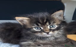 Siberiano gatti in vendita: SIBERIANI GATTINI IPOALLERGENICI  a Provincia di Brescia - Immagine 10