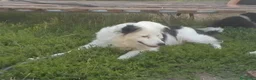 Border Collie cani in vendita: Cuccioli di border collie  - Annuncio 2