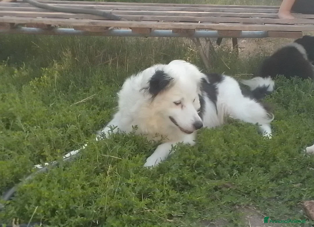 Border Collie cani in vendita: Cuccioli di border collie  - Annuncio 2