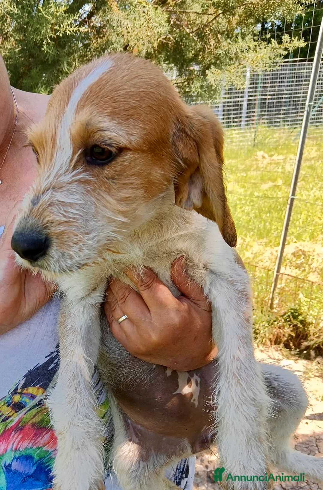 Meticcio cani in regalo: Sole  - Annuncio 5