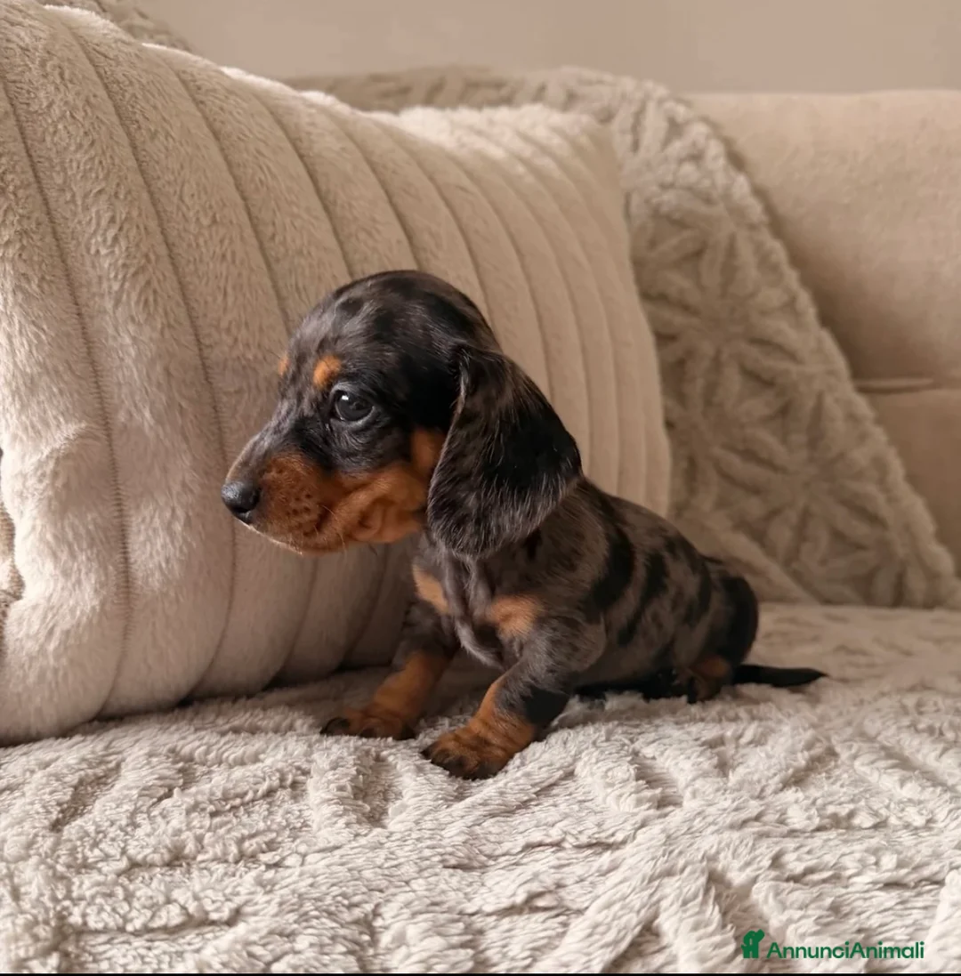 Bassotto cani in vendita: Bassotti Nani - Annuncio 1