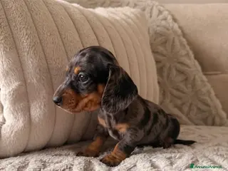 Bassotto cani Bassotti Nani - Annuncio 7