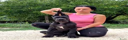 Alano cani in vendita: Alani cucciolo nero  - Annuncio 4