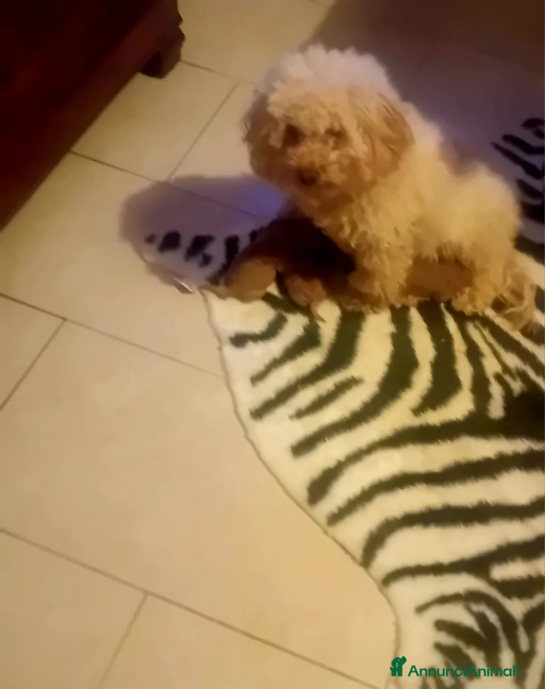 Barboncino Toy cani in vendita: Barboncino toy - Annuncio 2