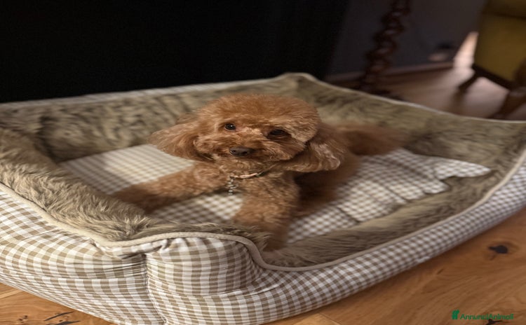 Barboncino Toy cani - Annuncio 4