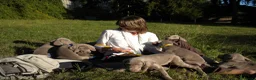 Weimaraner cani in vendita: WEIMARANER splendidi cuccioli  - Annuncio 3