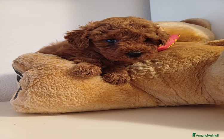 Barboncino Toy cani a Città Metropolitana di Bologna - Annuncio 3