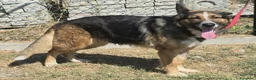Meticcio cani in regalo: Ofelia 4 anni mix pastore tedesco  - Annuncio 5