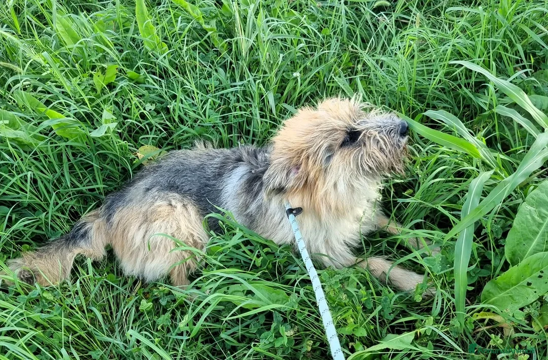 Meticcio cani in regalo: SPANK PASTORE BRIE - Annuncio 6