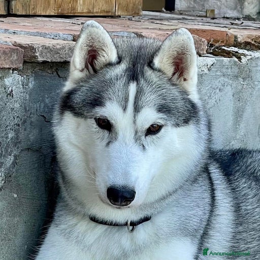 Immagine della galleria {{count}}