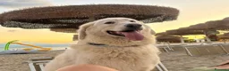 Pastore Maremmano cani in regalo: Tony anima dolcissima rinchiuso dentro un recinto - Annuncio 1