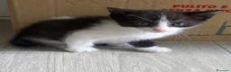Meticcio gatti in regalo: Felix  a Provincia di Monza e della Brianza - Annuncio 1