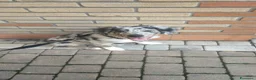 Meticcio cani in vendita: Pepe cucciolo F1 Australian Sheperd+Border Collie - Annuncio 2