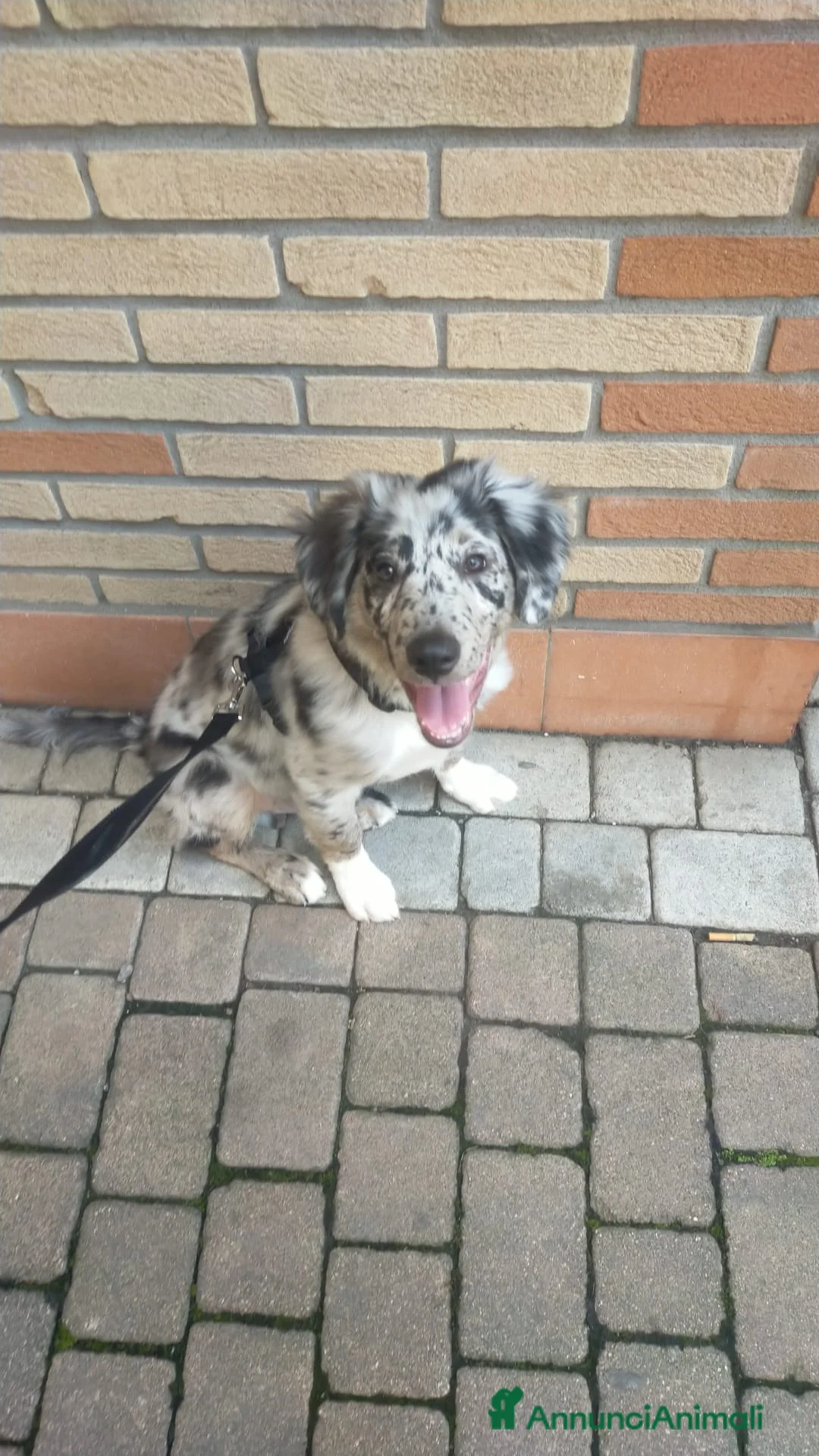 Meticcio cani in vendita: Pepe cucciolo F1 Australian Sheperd+Border Collie - Annuncio 2