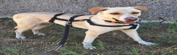 Labrador cani in regalo: Lily 2 anni mix labrador  - Annuncio 2