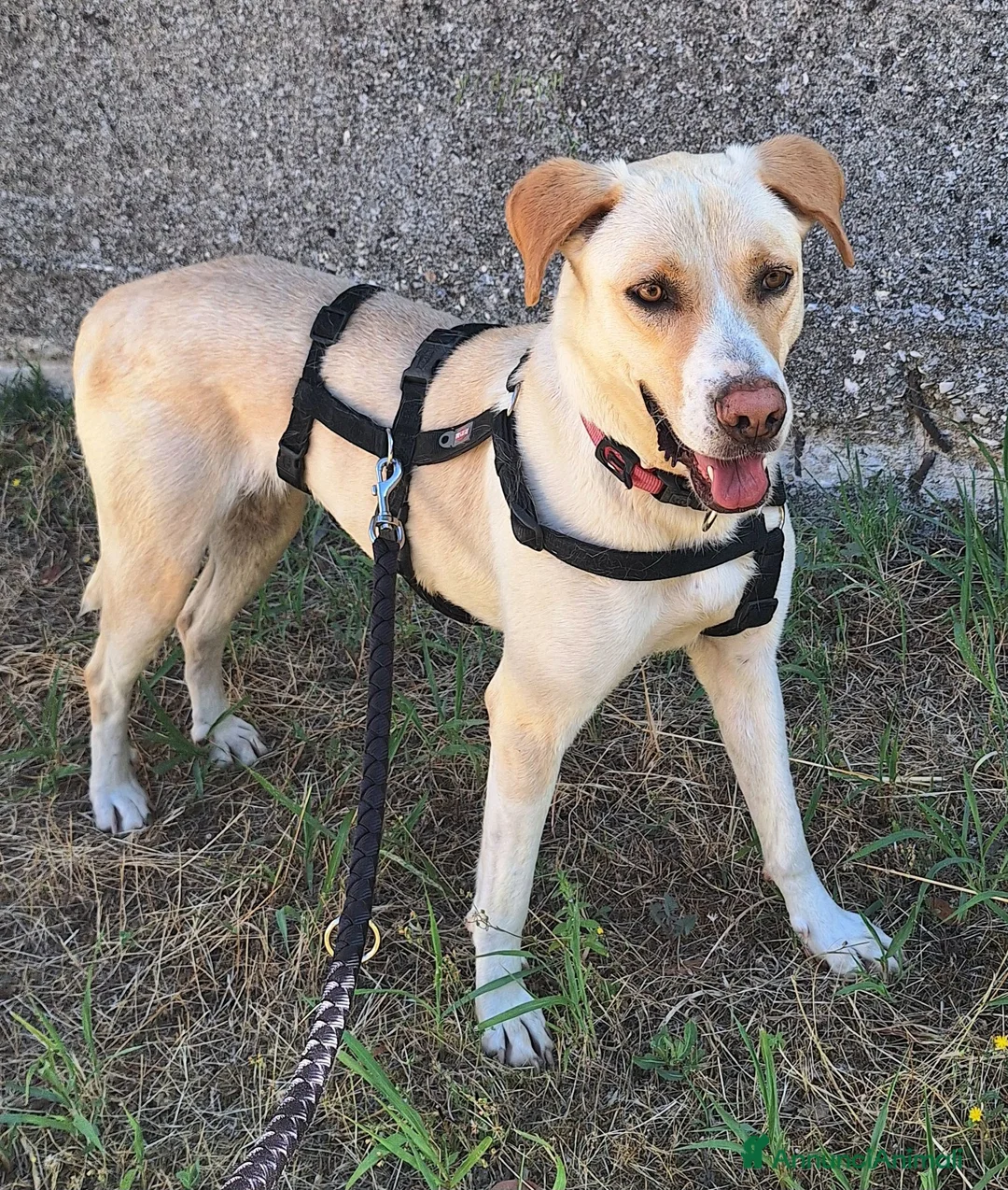 Labrador cani in regalo: Lily 2 anni mix labrador  - Annuncio 2