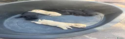 Labrador cani in vendita: Cuccioli di Labrador miele e neri a Spoleto (PG) - Annuncio 7