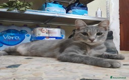 Europeo gatti in regalo: dolce elvis in regalo a Città metropolitana di Catania - Immagine 2