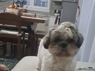 Shih Tzu cani Shitsu - Annuncio 1