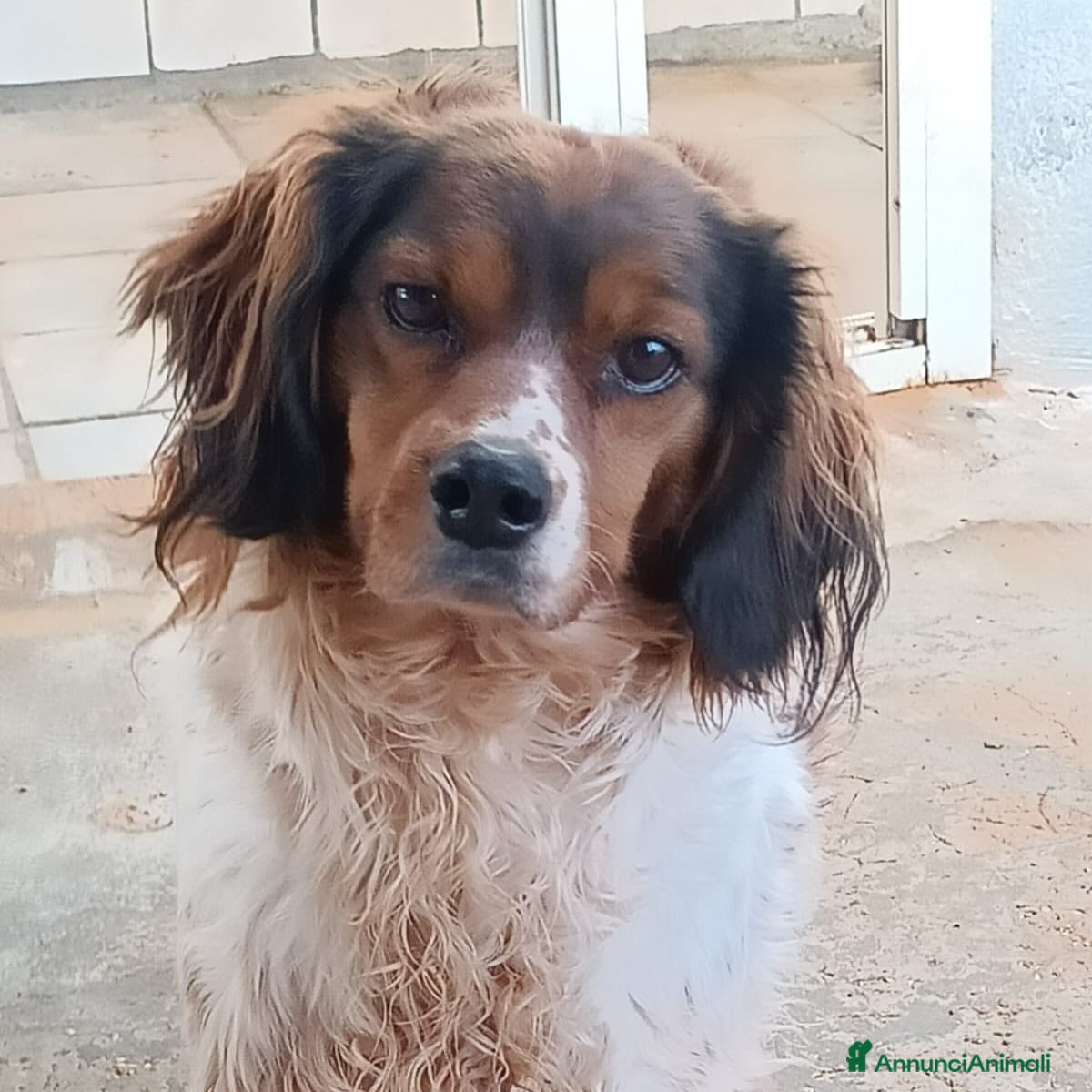 Springer Spaniel Inglese cani BETTY - SPRINGER SPANIEL 6 anni cerca casa a Provincia di Latina - Annuncio 2