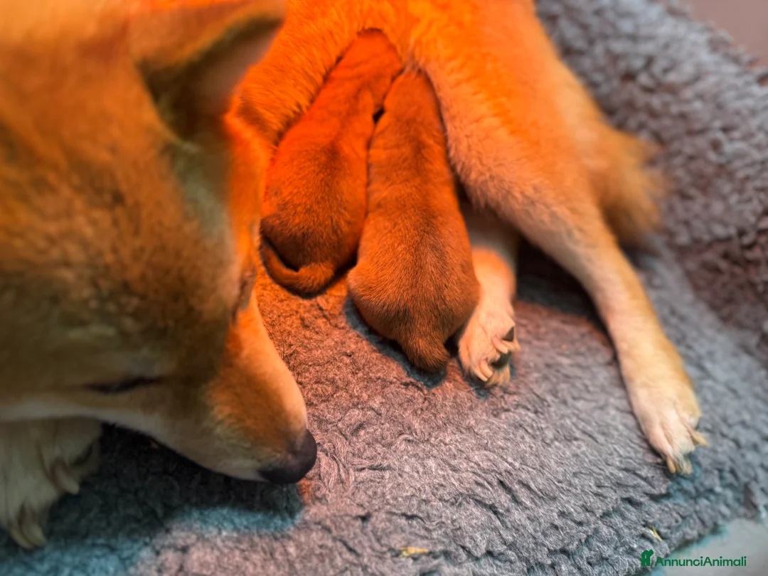 Shiba Inu cani in vendita: Cuccioli di Shiba Inu con pedigree Enci  - Annuncio 2