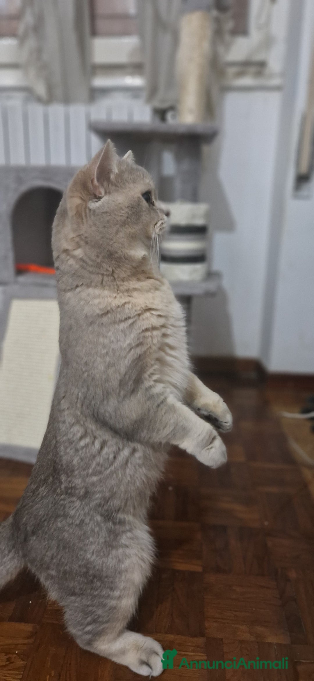 Scottish gatti per accoppiamento: Cerco una gatta Scottish fold o straight  a Provincia di Brescia - Immagine 4
