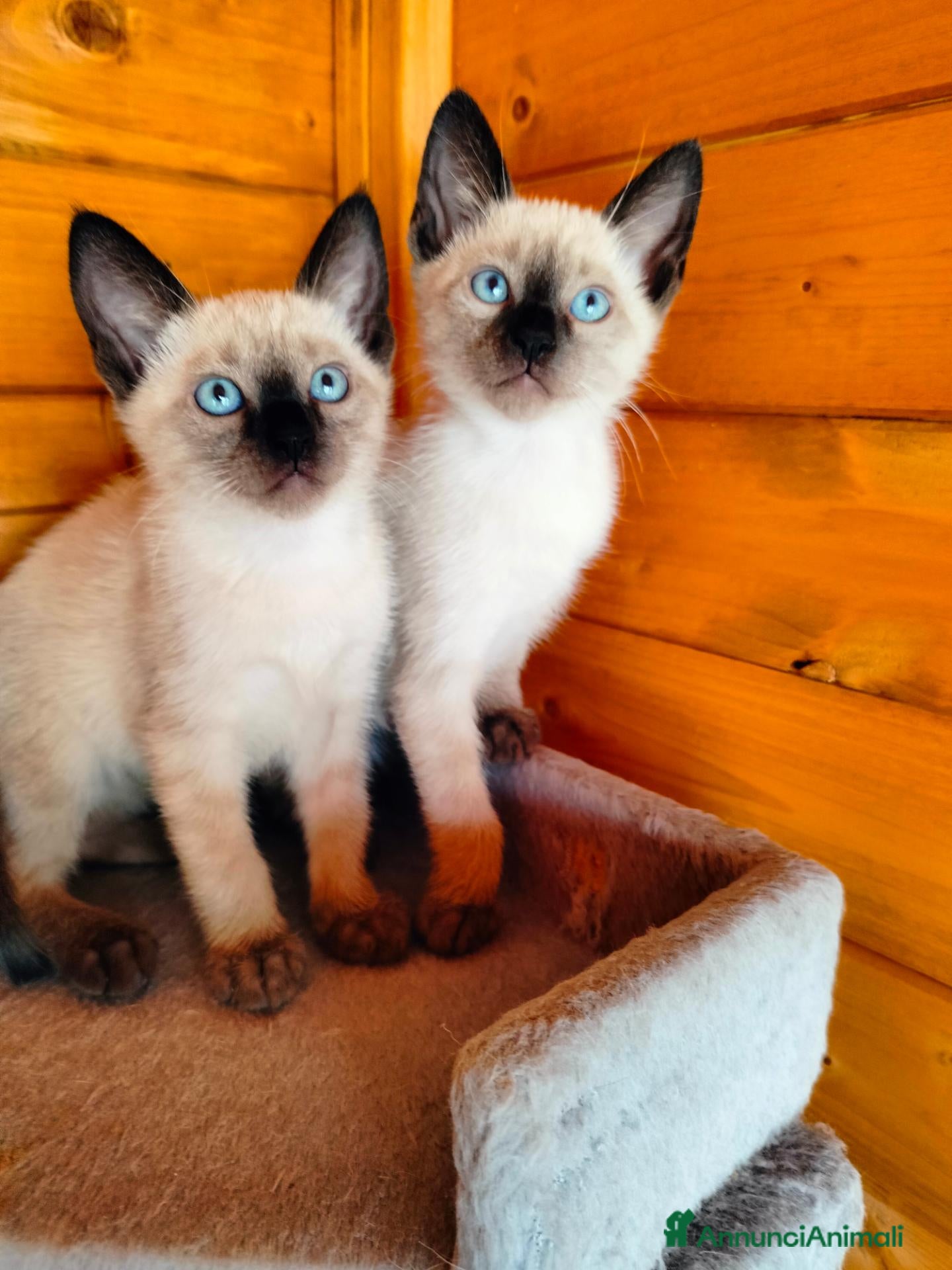 Siamese gatti Siamese - Annuncio 2