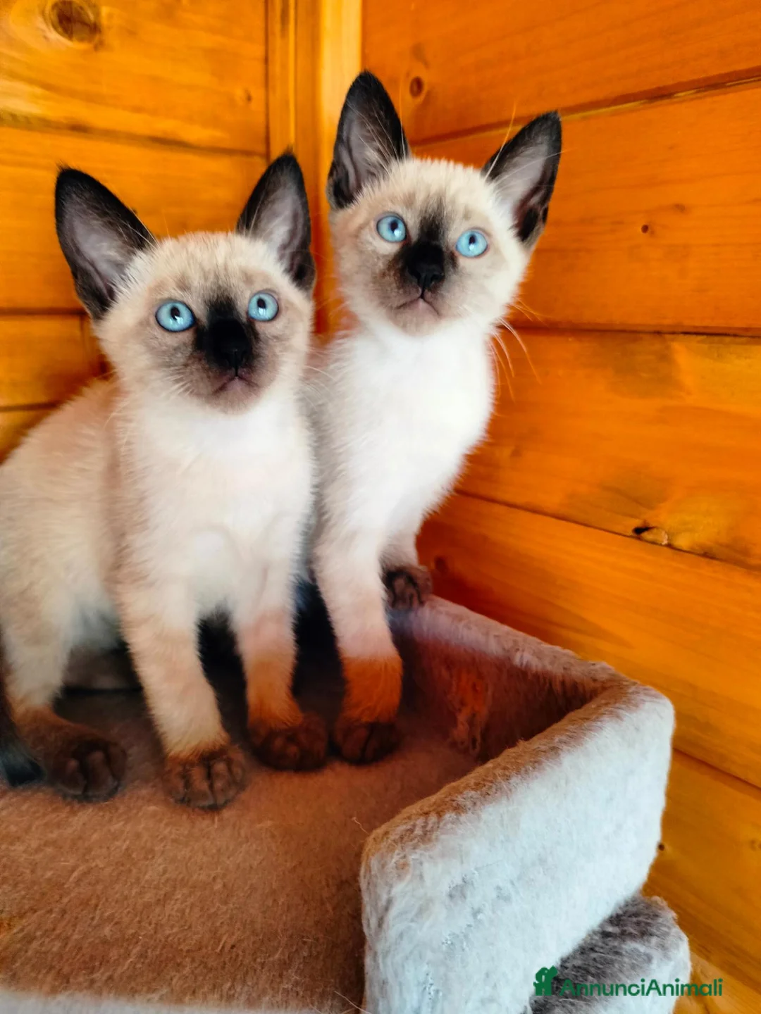 Siamese gatti in vendita: Siamese - Annuncio 1