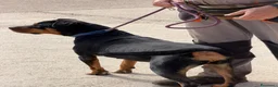 Meticcio cani in regalo: Simile Rottweiler, cerca Casa - Annuncio 2