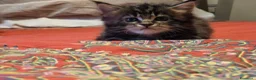 Maine Coon gatti in vendita: Vendo cuccio Maine Coon senza pedigree - Annuncio 10