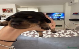 Bassotto cani in vendita: bassotto a Città metropolitana di Milano - Immagine 2
