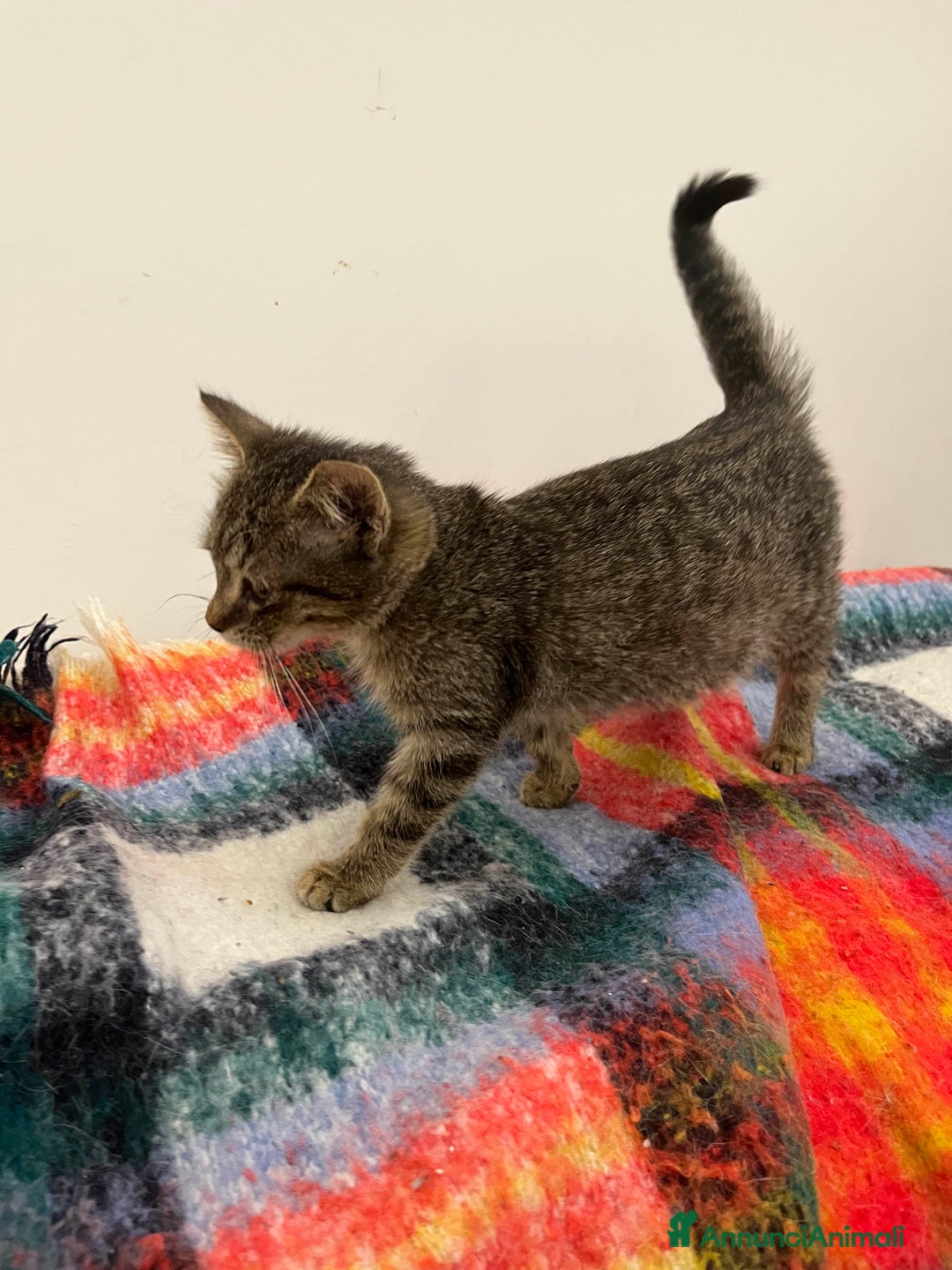 Europeo gatti in regalo: Gattina tigrata in adozione - Annuncio 2