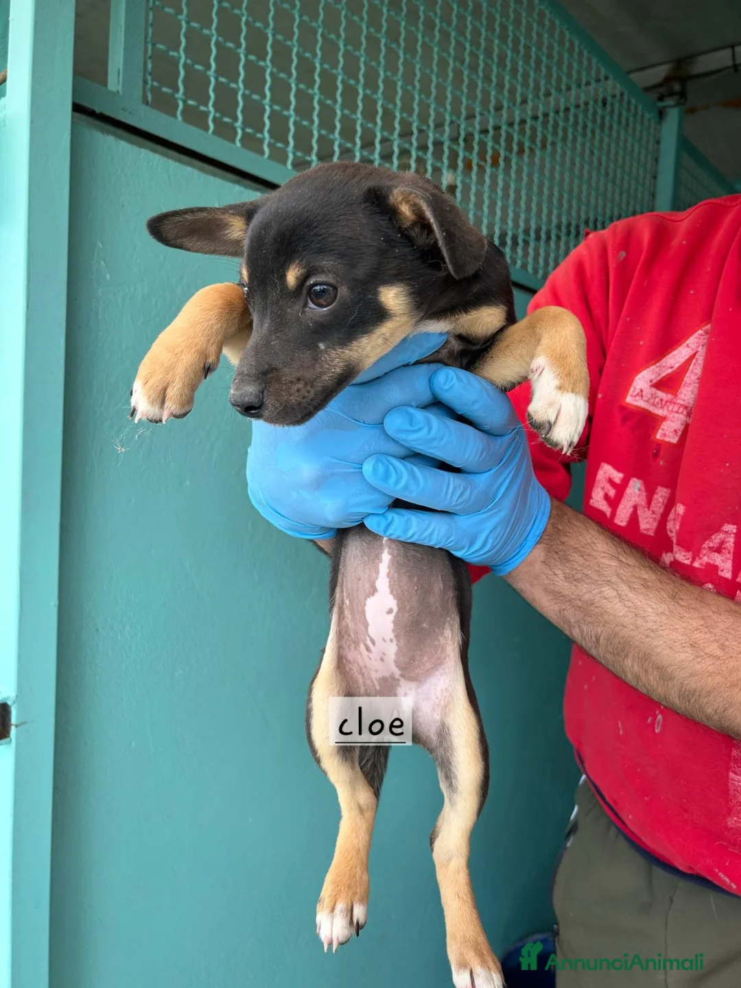 Meticcio cani in regalo: Cuccioli mamma taglia piccola  - Annuncio 6